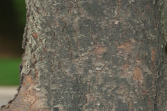 Filicium decipiens